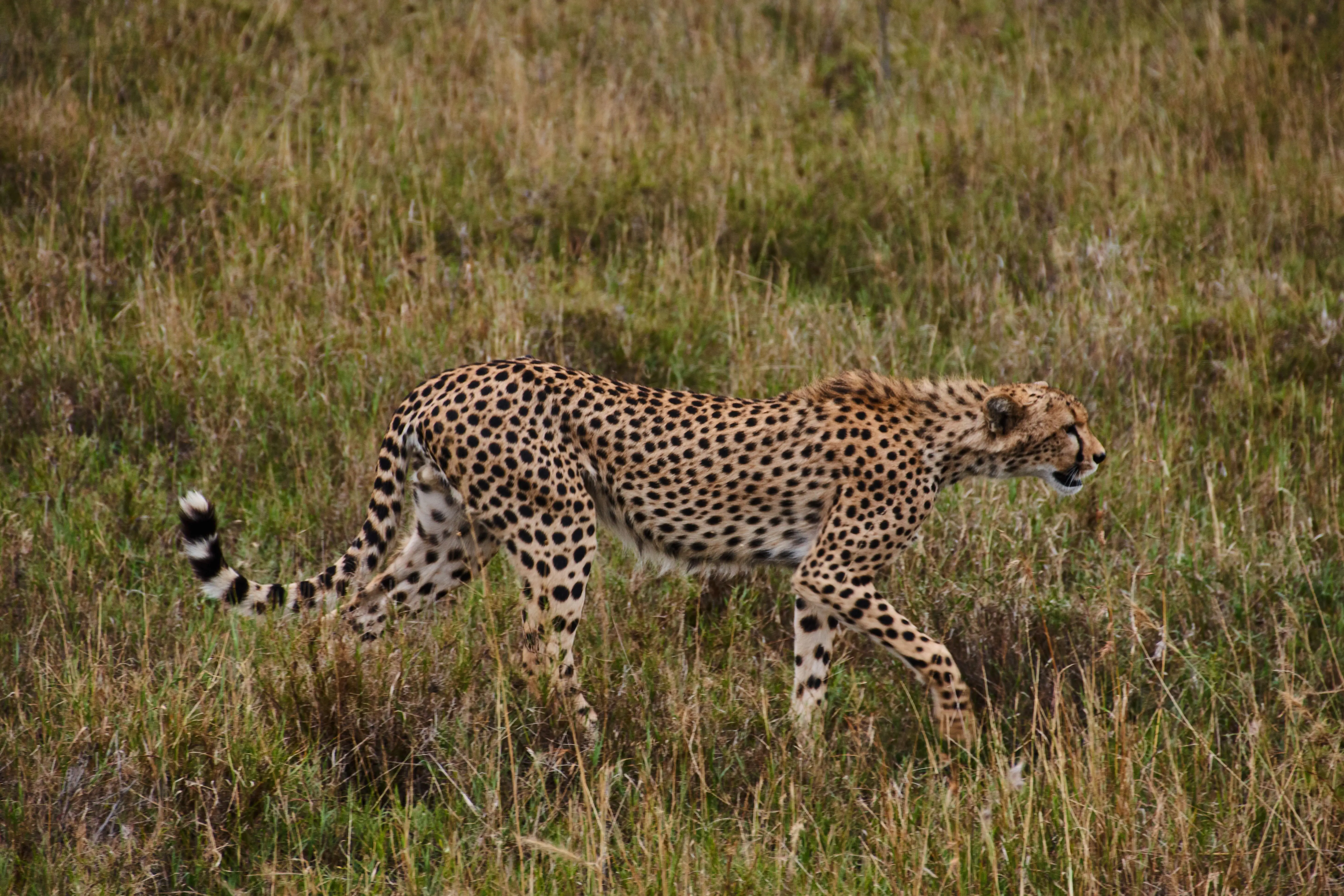 7 Days Fly in Big Cats Tracking Safari Adventure