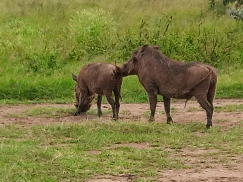 8 day Amboseli, Hells Gate, Lake Nakuru and Mara Safari