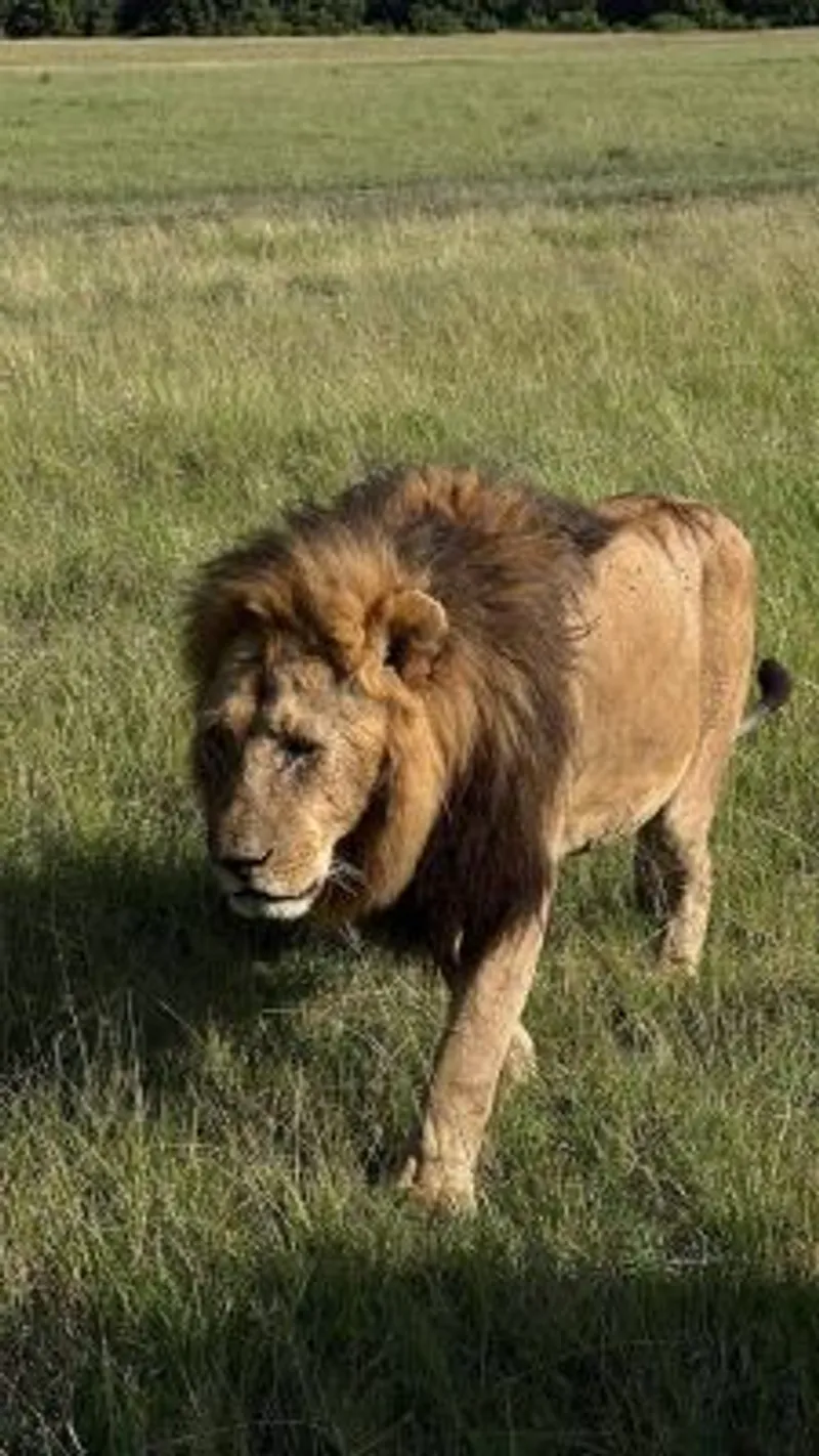 5 - Day Masai Mara, Lake Nakuru and Lake Naivasha