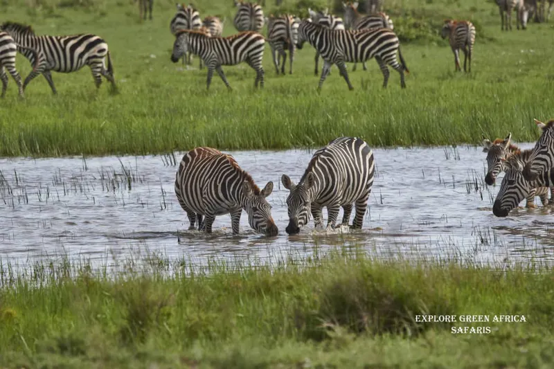 4 Days Tarangire, Serengeti and Ngorongoro Crater Safari