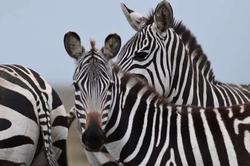 4 Day Tanzania Safari