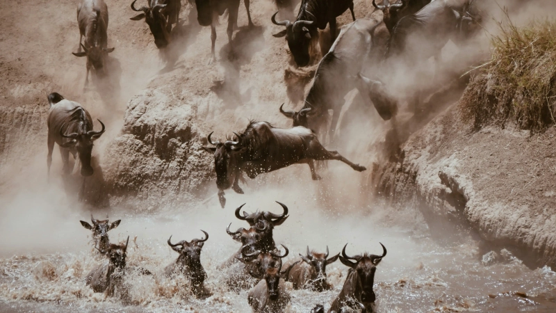 3-Day Budget Serengeti Migration Safari