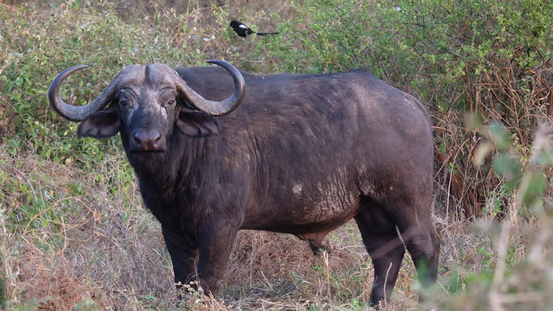 6- Days explore Tanzania Safaris