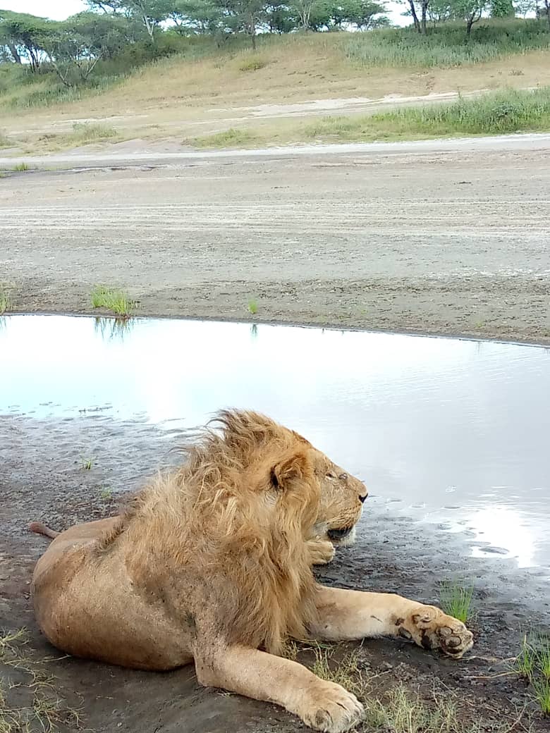 10- Days Journey Of The Wildebeest Calving Season Sourthern Serengeti - Furaha Tours & Safaris - Safarigo