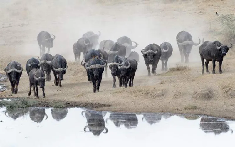 5-Day Fly - in and Fly - out Ndutu Migration