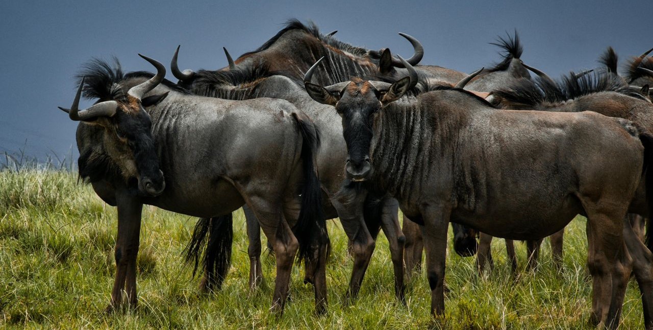 4-Day Classic Mid-Range Tanzania Safari: Tarangire, Ngorongoro & Lake Manyara
