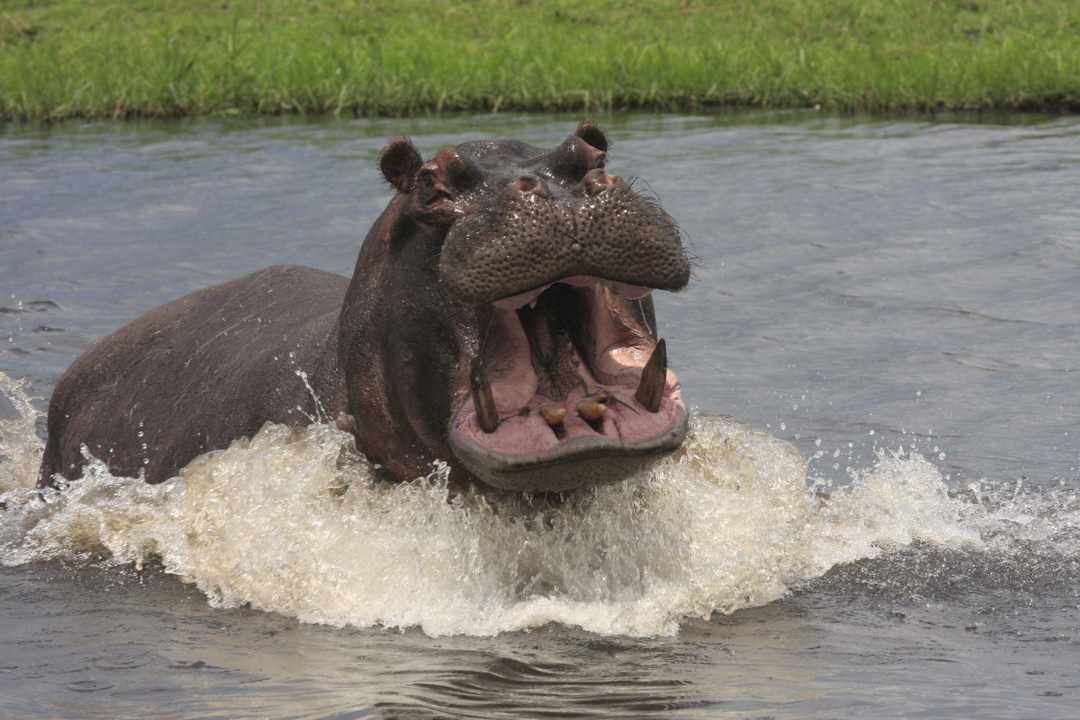 2 in 1 Moremi Game Reserve Day trip