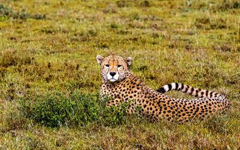 3-Day Zanzibar to Serengeti National Park