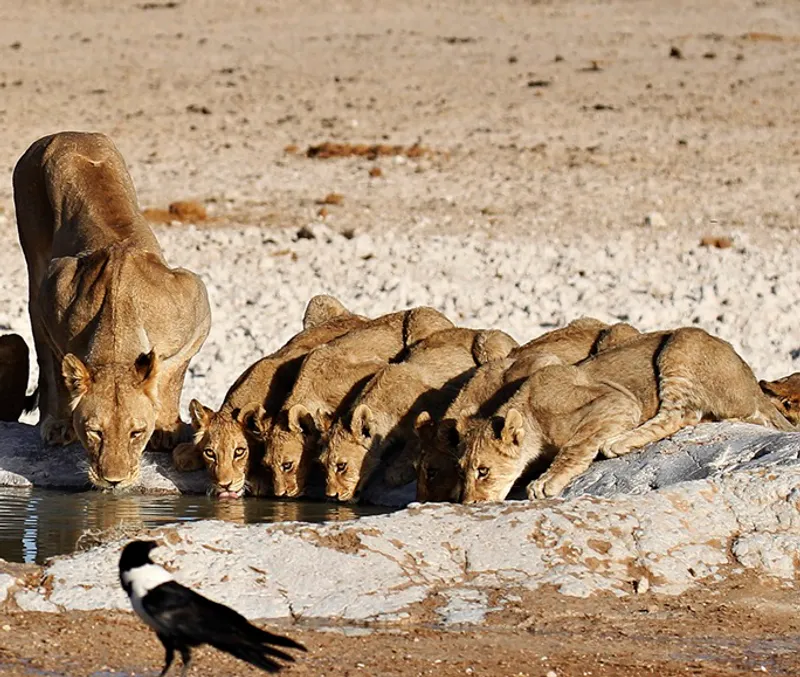 7-Day Namibia Highlights