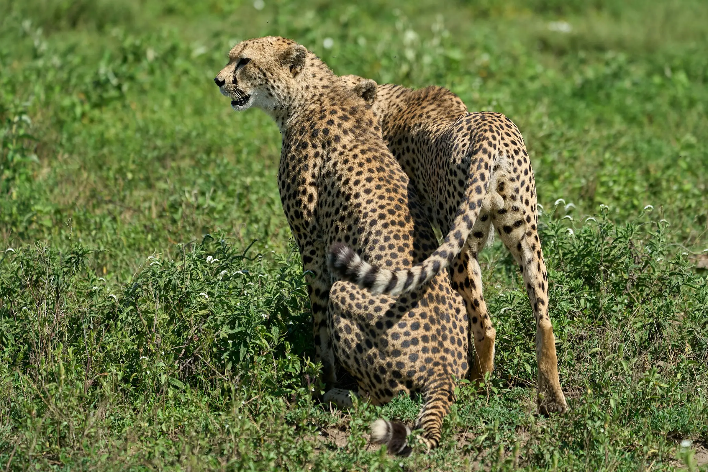 7-Day Budget & Great Migration Safari from Nairobi