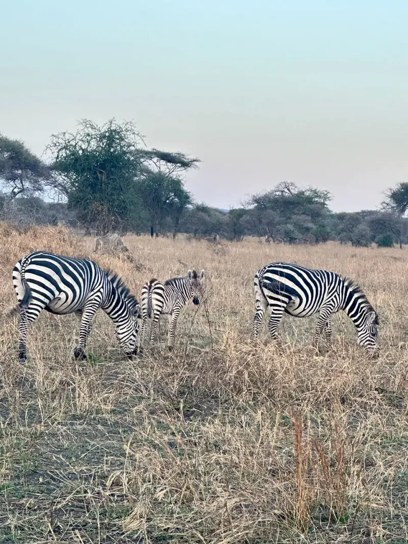 • 4-Day Joining Camping Safari to Tarangire, Serengeti & Ngorongoro Crater