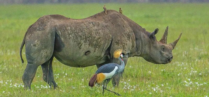 3-Day The Mid-Range Serengeti & Ngorongoro Adventures