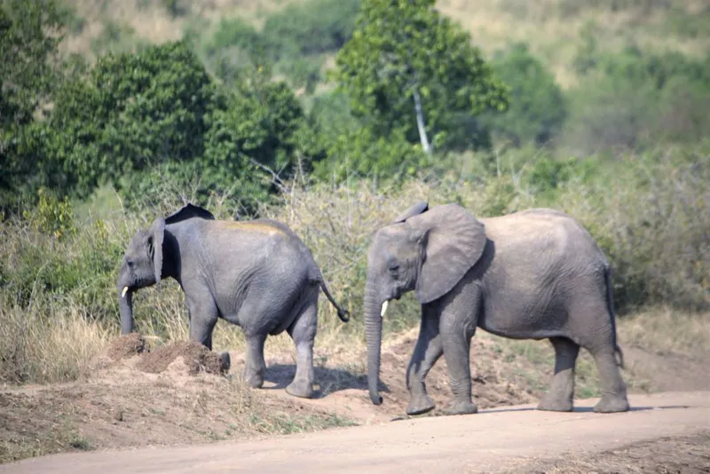 3-Day Queen Elizabeth Wildlife Tour