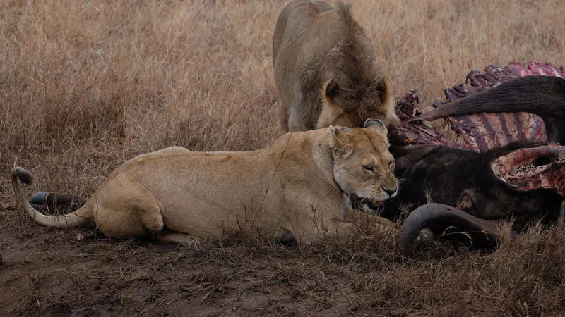 4 - Days Flying from Zanzibar to Serengeti Safari