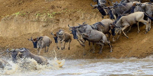 6 Days Ngorongoro Crater-Serengeti-Masai Mara Budget Safari - African Home Adventure Safaris - Safarigo