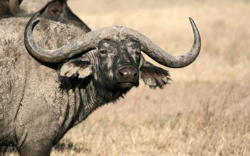 5-Day Fly - in and Fly - out Luxury Ndutu Migration