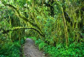 Kilimanjaro Day Trip Hike (marangu route)