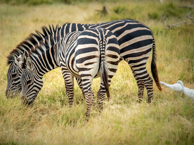 7- Days Ndutu Safari and Serengeti Safari