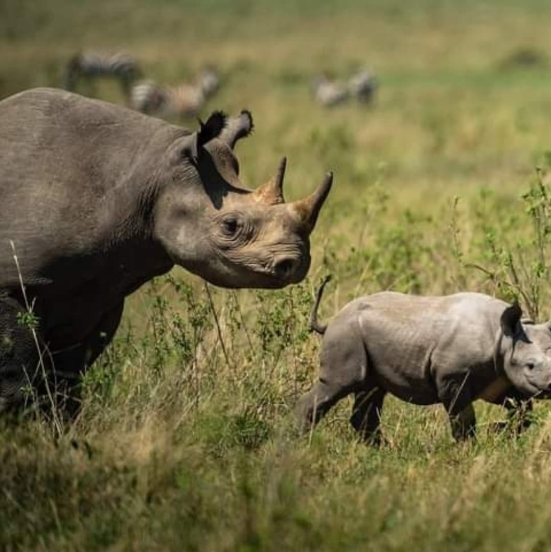 6 Days Western Corridor Safari