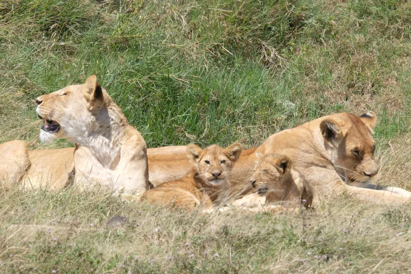 3 Days flying safari