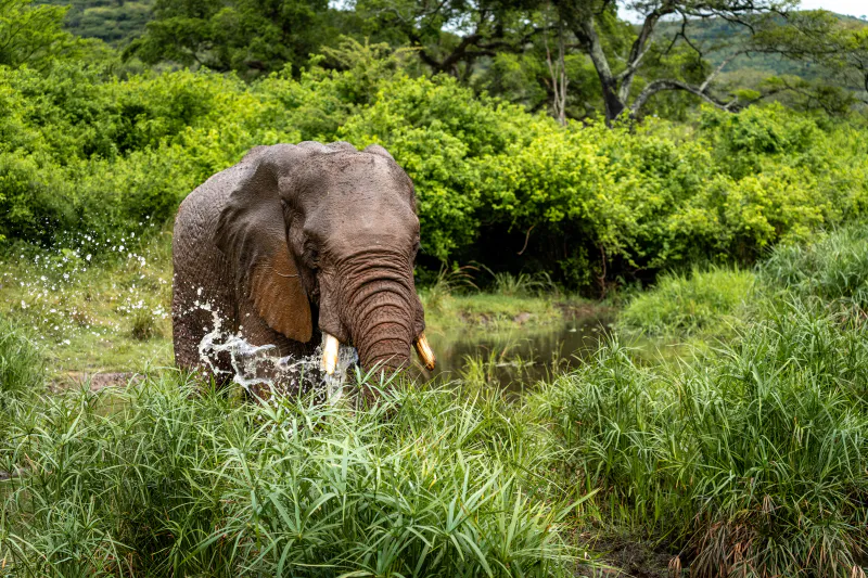 7-Day Kenya Tour, Amboseli, Lake Naivasha, Lake Nakuru and Masai Mara