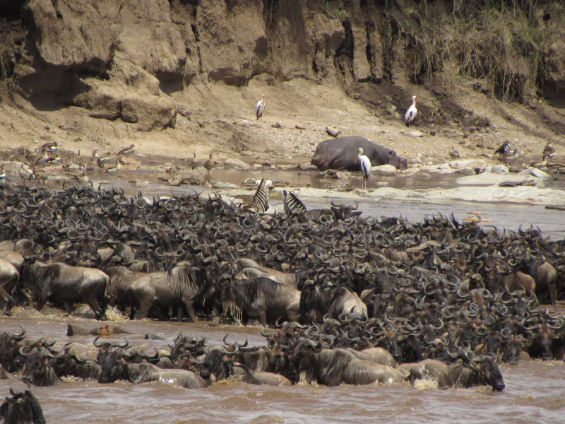 7 Days Great Migration River Crossing Safari Northern Serengeti & Ngorongoro