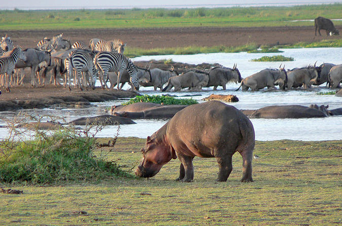 3 -Days Safari Exploring Northern Circuit Game Parks