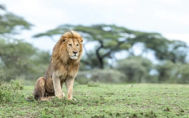 7-Day Luxury Safari to Amazing Four National Park