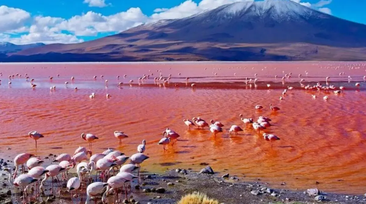 2 - Days Tanzania Safari: Lake Natron & Lake Eyasi