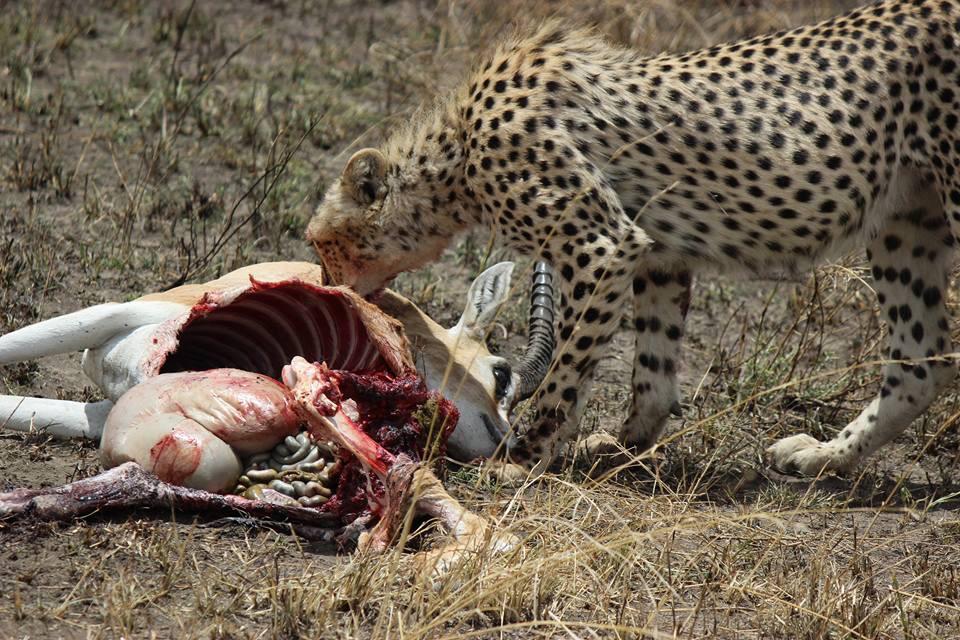6 Day Exclusive Tanzania Experience