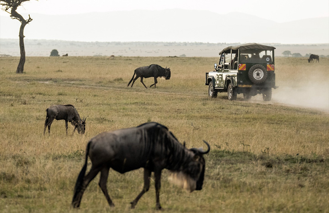 6 Days Big Five Safari to Tanzania Wilds