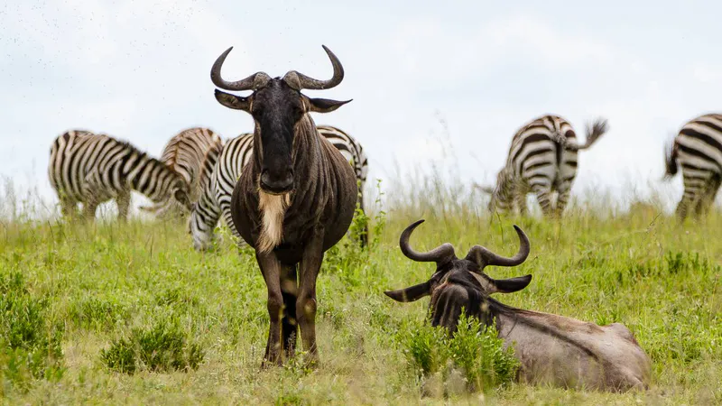 9 Day - Exclusive Tanzania Safari - Midrange