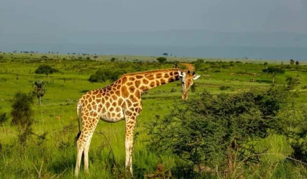 3 day Nyerere wildlife Adventure