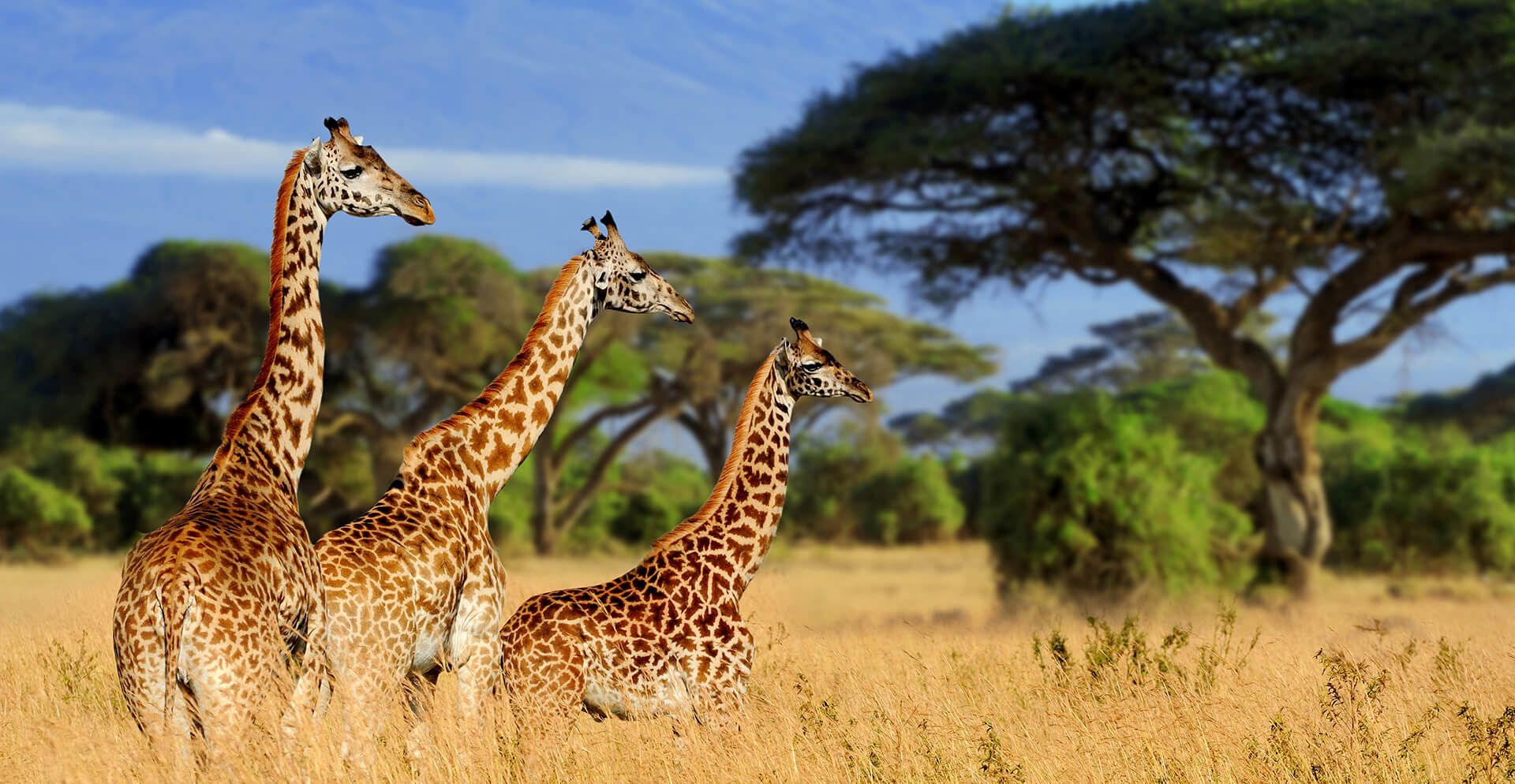 Tarangire National Park Day Trip