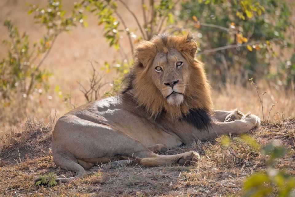 Explore Kenya's Best in 5 Days – Masai Mara, Lake Nakuru & Naivasha Adventure
