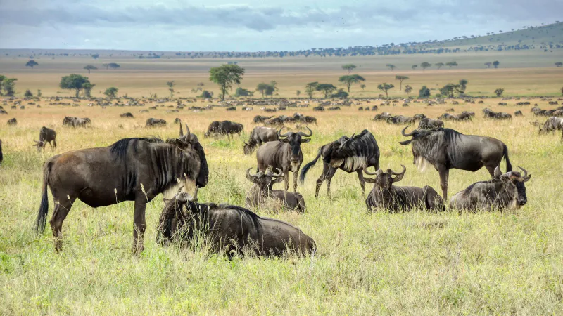 6 Days Serengeti and Ngorongoro Focused Safari Deep Immersion in Tanzania's Iconic Wilderness