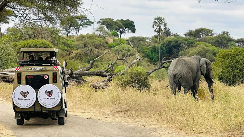 1Day-Into the Elephant Kingdom Tarangire Day Tour