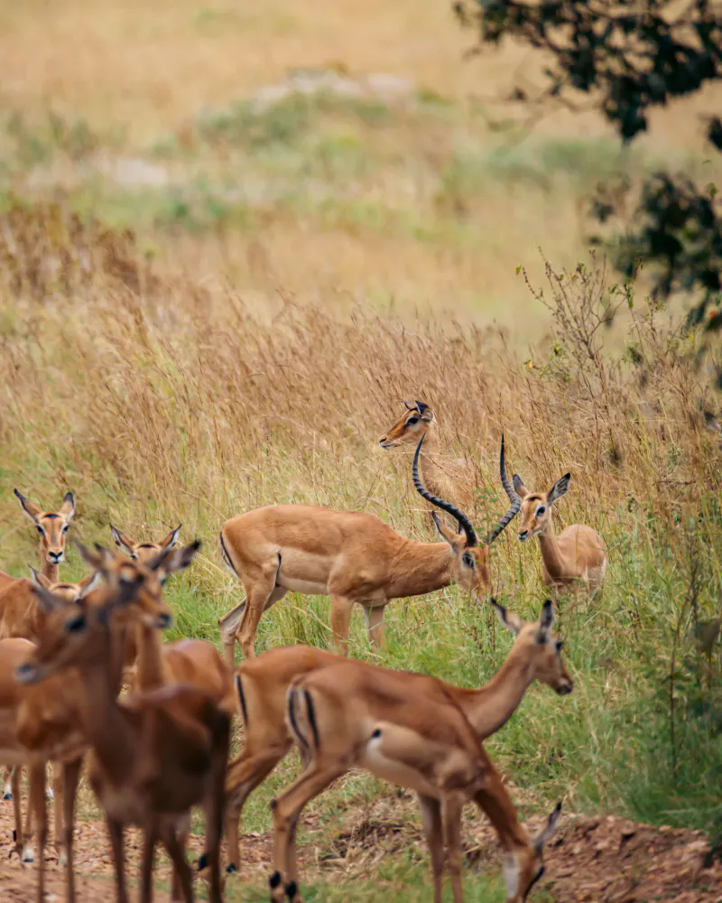 5-DAYS GROUP SAFARI TARANGIRE, SERENGET, NGORONGORO & MANYARA