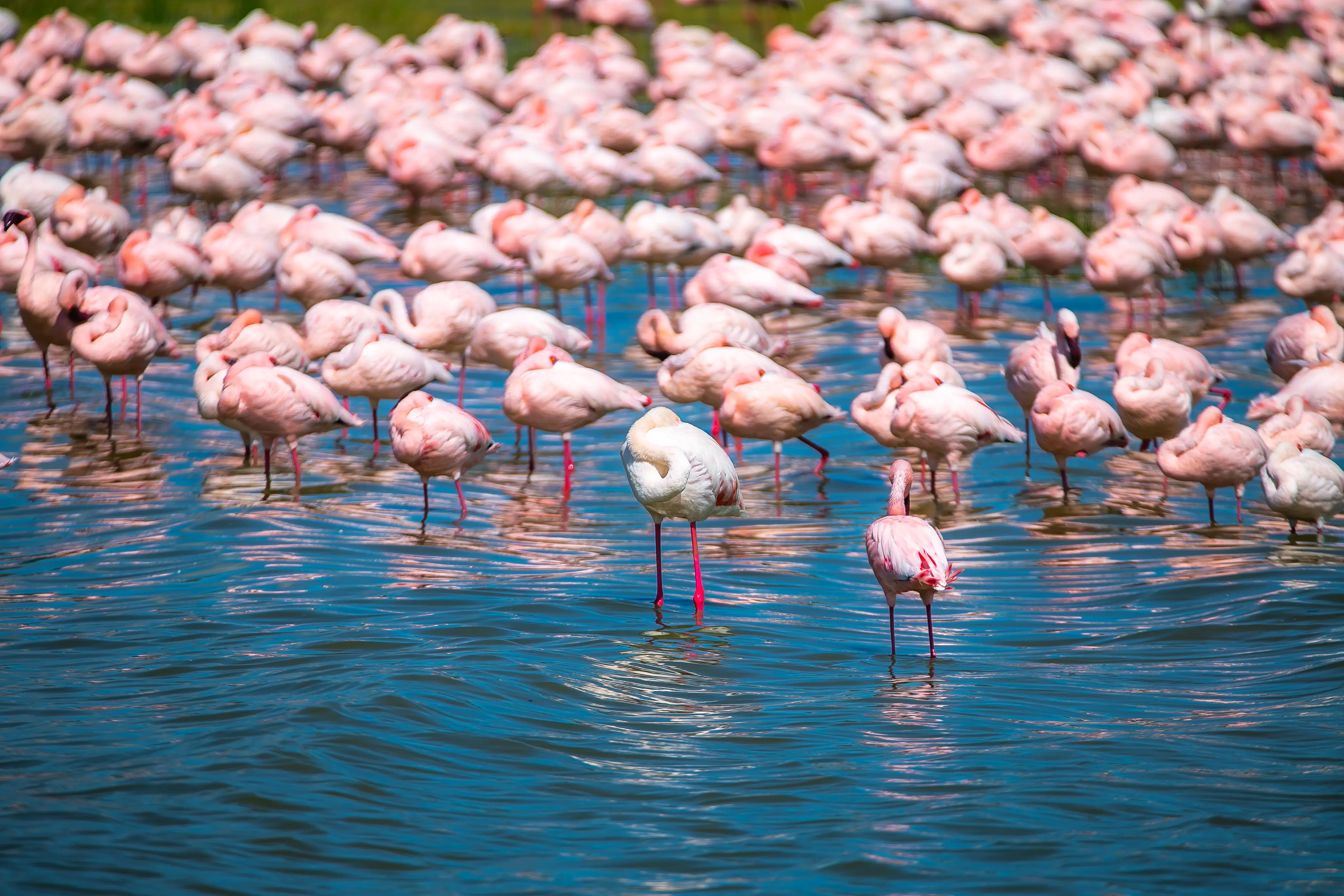 7 Day Fly in Safari & Culture Experience - Midrange