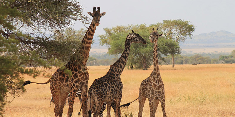 10 Days Midrange Safari and Zanzibar Beach
