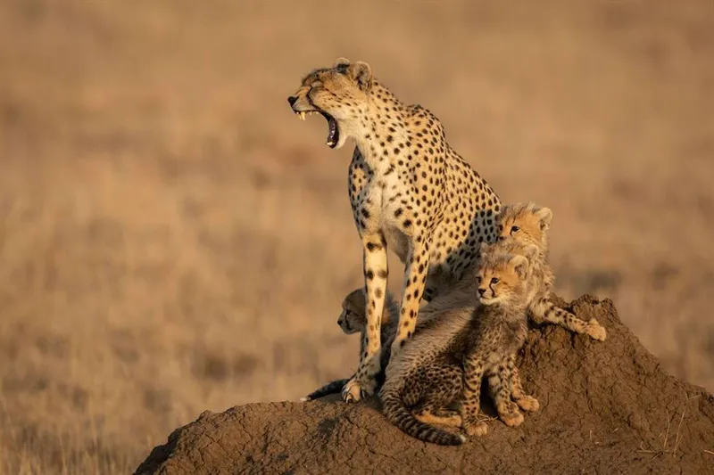 5-Day Tanzania Safari Trip