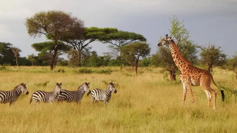 10-Day Tarangire,Lake Natron,Serengeti,Ngorongoro Crater, Lake Eyasi and Lake Manyara Safari