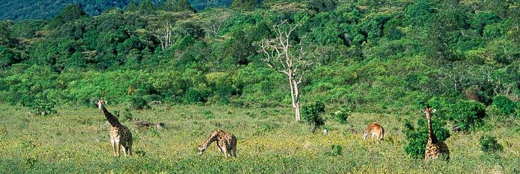 4-Day Explore Arusha NP, Tarangire, Ngorongoro & Manyara from Arusha