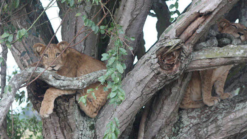 10-Day Lake Mburo,Bwindi,Queen Elizabeth NP,Ishasha,Kibale,Murchison Falls