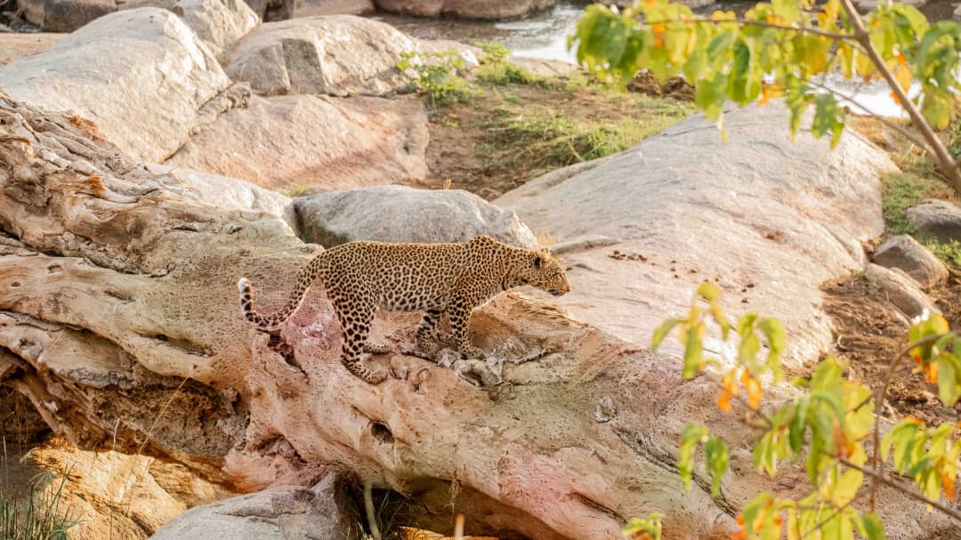 10-Day Serengeti and Zanzibar Luxury Safari and Beach Getaway