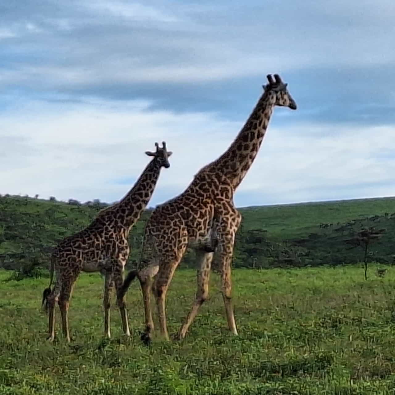 Unwind & Explore: 4-Day Luxury Fly-in Safari from Zanzibar - Januz Safaris - Safarigo