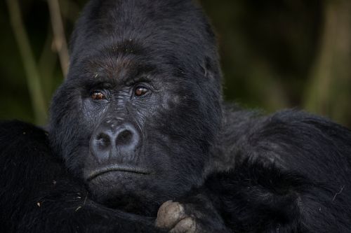 6 Days Rwanda Gorillas, chimpanzees and golden monkeys safari