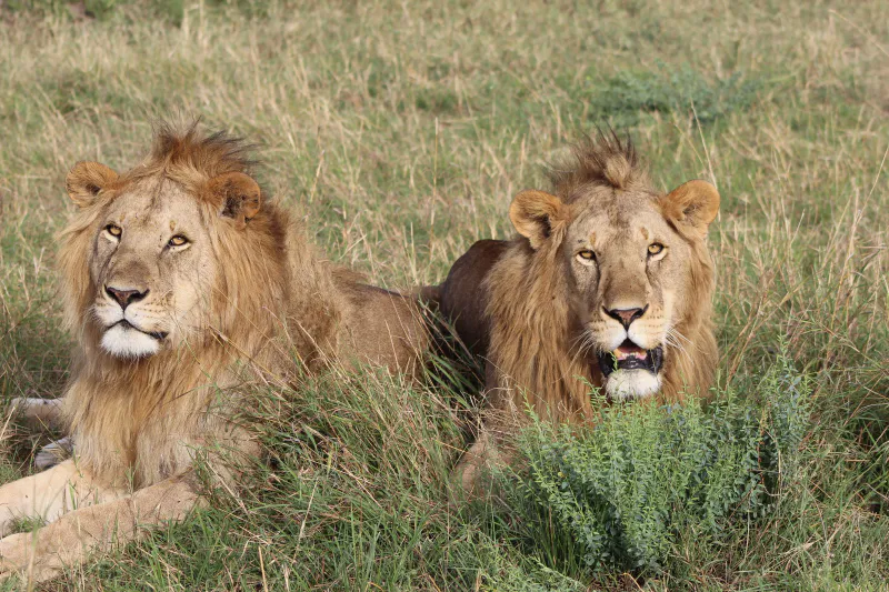 7 Days Drive In Fly Out Migration Safari Adventure