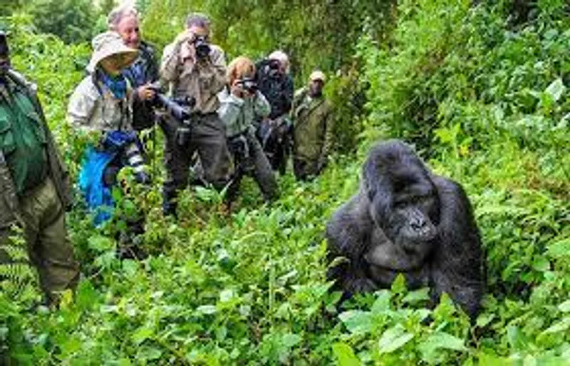 5-Days Uganda Gorilla, chimp & Wildlife safari