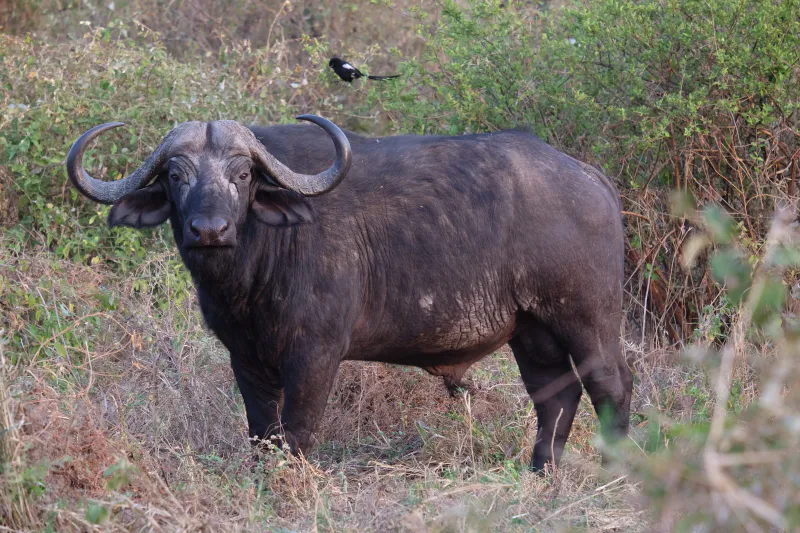3 - Days Comfort Safaris